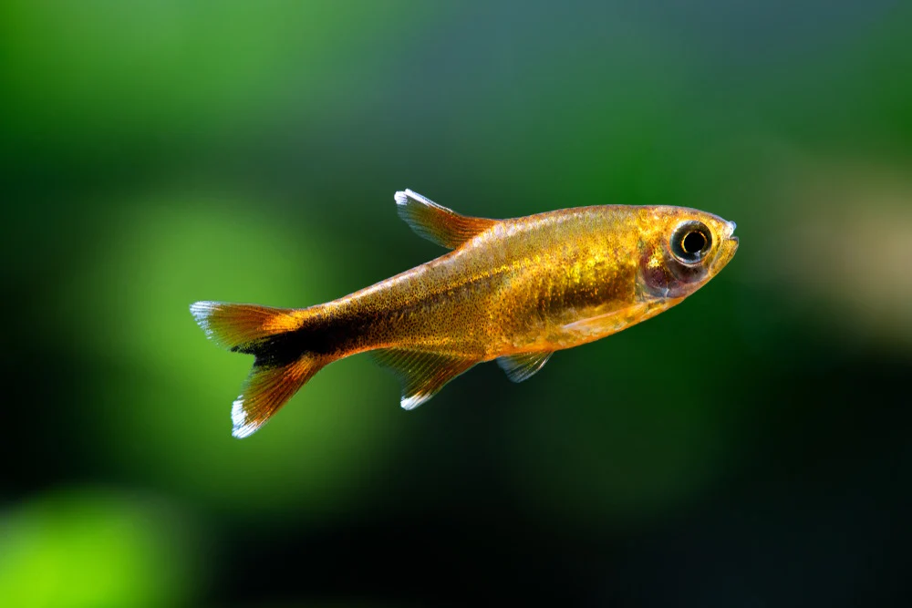 Silver Tip Tetra